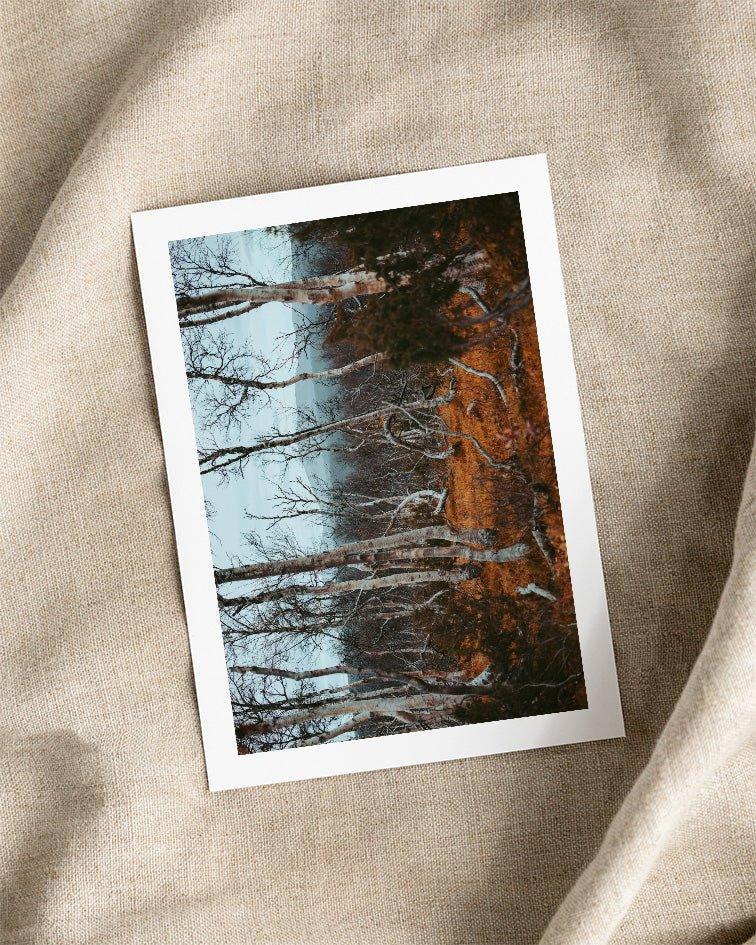 Fjällbjörkar - Posters Prints & Visual Artwork